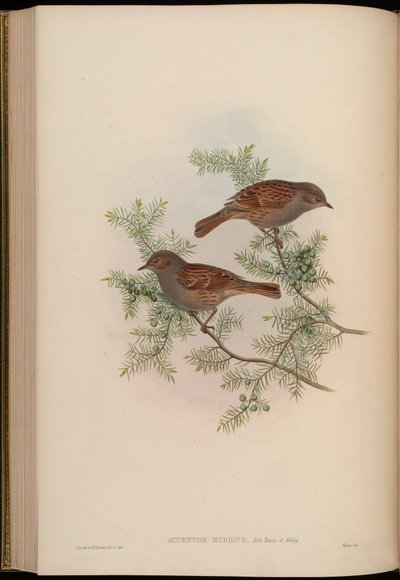 Japanese Accentor by John Gould